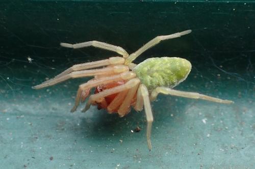 Nigma walckenaeri